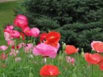 1377100544-IMG38591JP-o