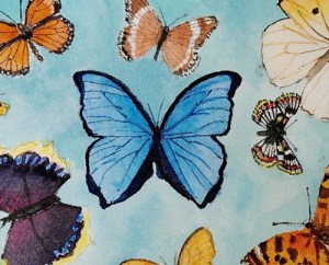 butterflies a