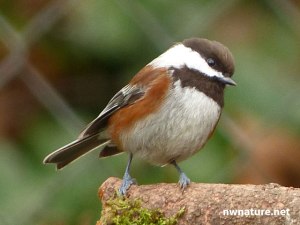 chestnut-bk_chickadee848