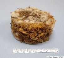 chestnut_backed_chickadee_nest