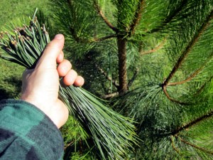 pine_needles