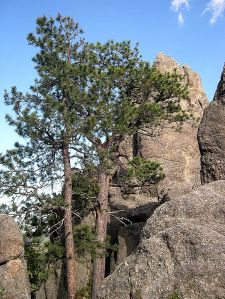 Pinus_ponderosa_scopulorum_Custer_State_Park_SD
