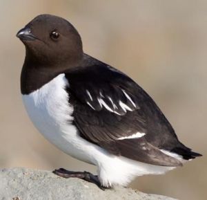 abb650b6e0b749e1fb889bf99d310dc1