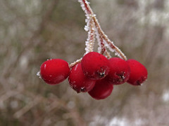 16449456800_9db81e018f_m