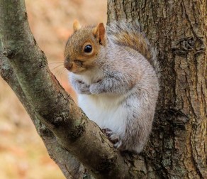 treesquirrel-2 (1000x864)