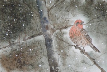 house finch april 2016