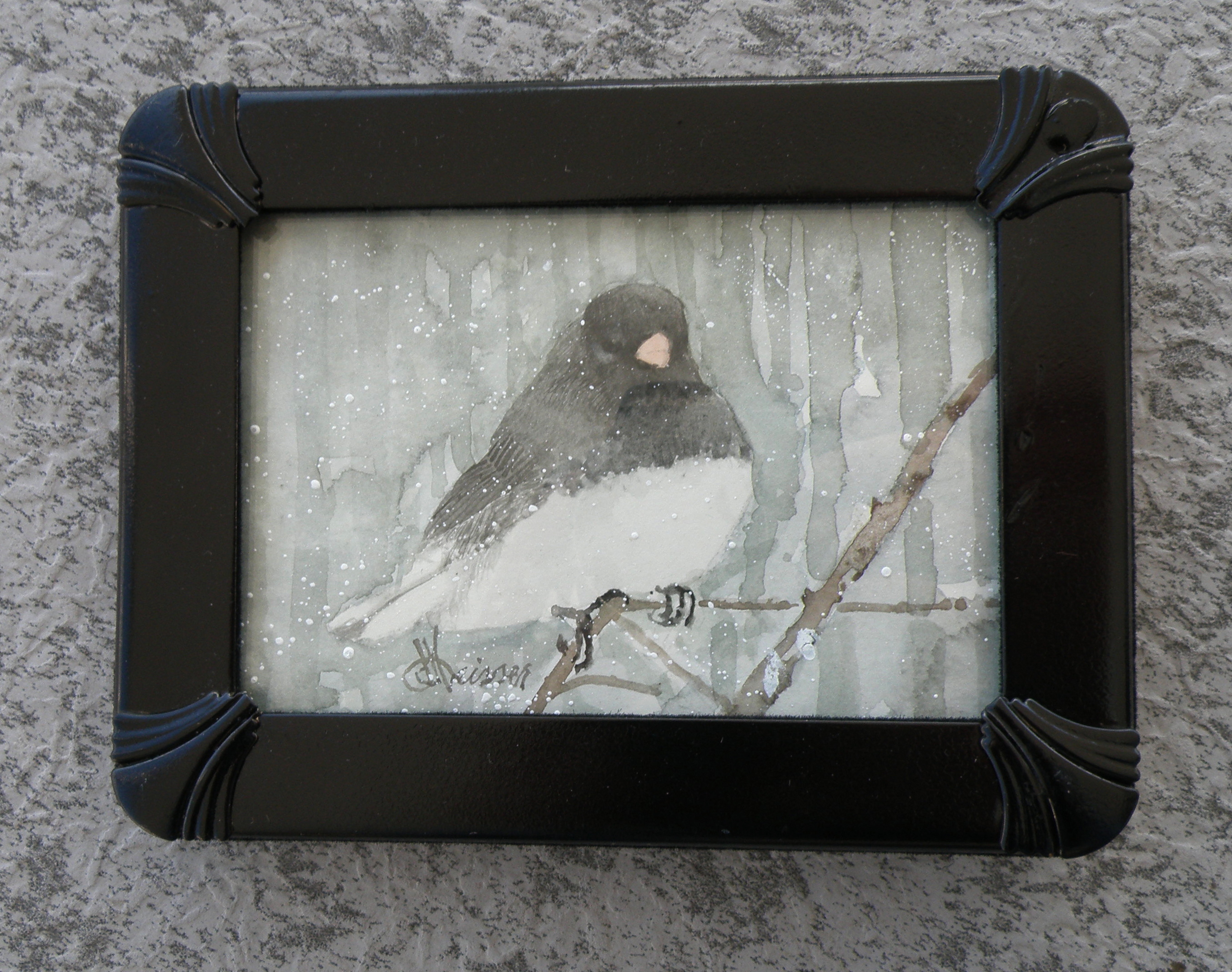 dark-eyed junco may 2016