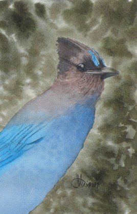 Stellar Jay 4x6 October 2016