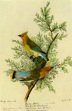 Bombycilla_cedrorum_audubon