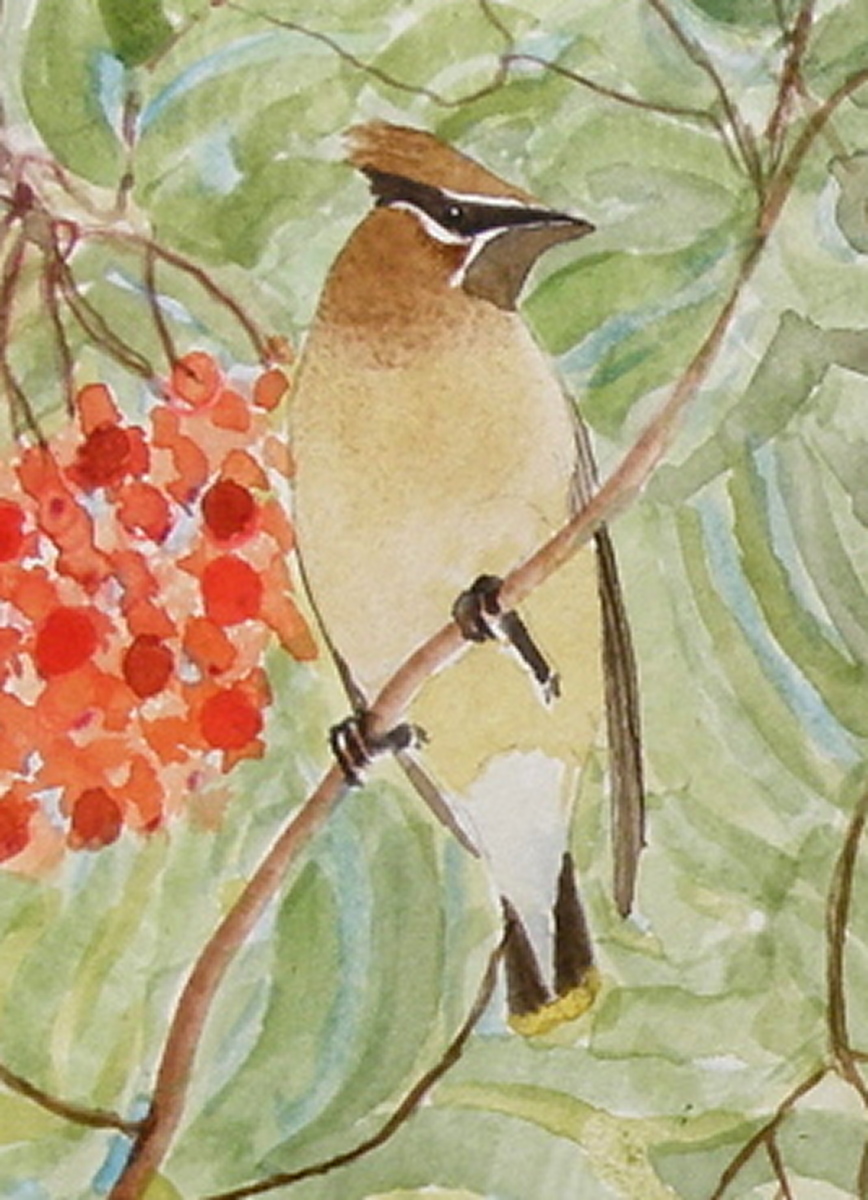 cedar waxwing for pendant a