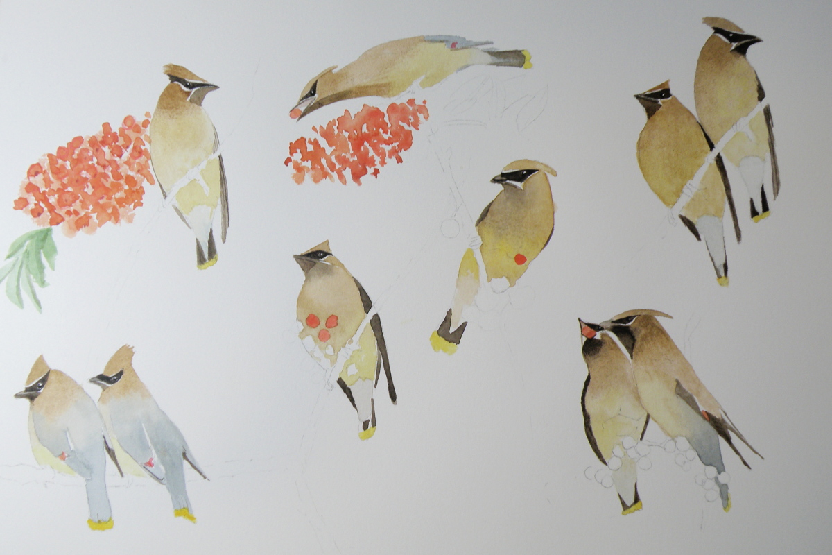 cedar waxwing progression a