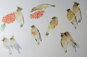 cedar waxwing progression a